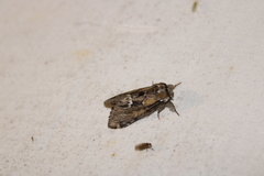 Paraeschra georgica