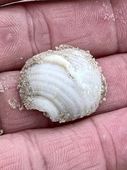 Semicassis granulata