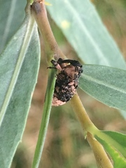 Cryptorhynchus lapathi