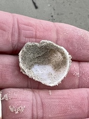 Semicassis granulata