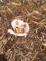 Calochortus venustus
