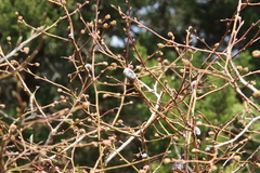 Rabdophaga strobiloides