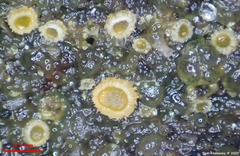 Arachnopeziza trabinelloides