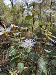 Olearia tomentosa