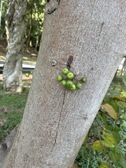 Ficus racemosa