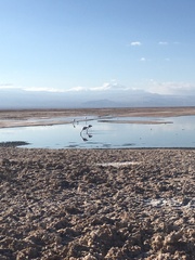 Phoenicoparrus andinus