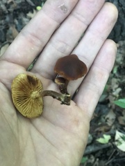 Gymnopilus penetrans