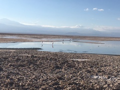 Phoenicoparrus andinus