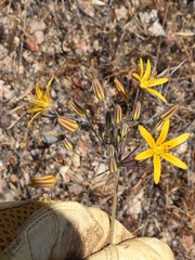 Bloomeria crocea
