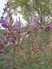 Dalea bicolor