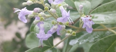 Vitex rotundifolia