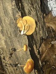 Gymnopilus penetrans