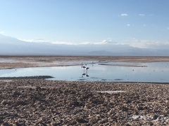 Phoenicoparrus andinus