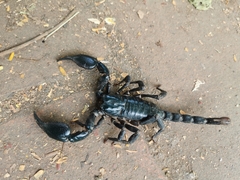 Heterometrus laoticus
