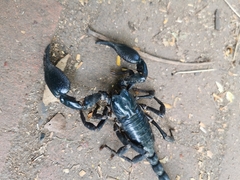 Heterometrus laoticus