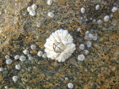 Semibalanus balanoides