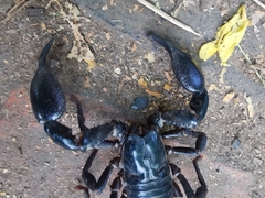 Heterometrus laoticus