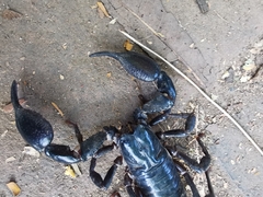 Heterometrus laoticus
