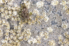 Semibalanus balanoides