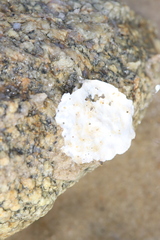 Crassostrea virginica