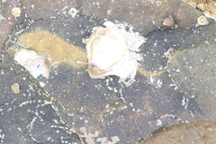 Crassostrea virginica