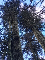 Araucaria araucana