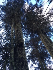 Araucaria araucana