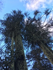 Araucaria araucana