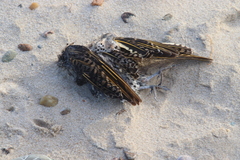 Colaptes auratus luteus