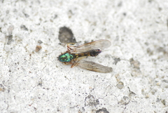 Stratiomyidae