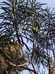 Cascabela thevetioides