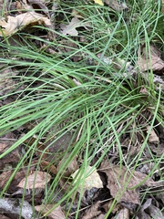 Carex pensylvanica