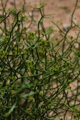 Gymnophyton