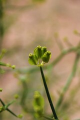 Gymnophyton