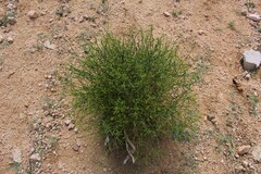 Gymnophyton