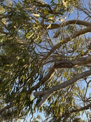 Eucalyptus grandis