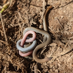 Aprasia parapulchella
