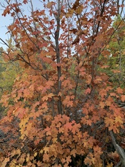 Acer grandidentatum