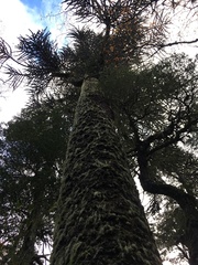 Araucaria araucana
