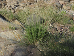 Muhlenbergia rigens