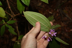 Melastoma