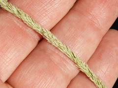 Muhlenbergia rigens