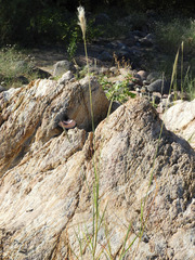 Bothriochloa barbinodis