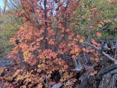 Acer grandidentatum