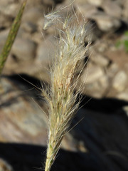 Bothriochloa barbinodis