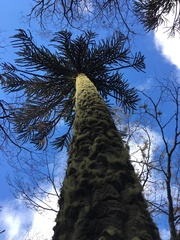 Araucaria araucana