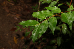 Pilidiostigma tropicum