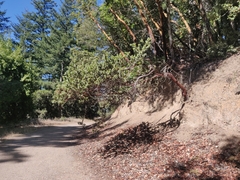 Arctostaphylos regismontana