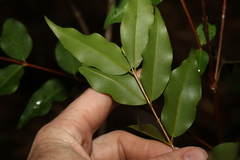 Pilidiostigma tropicum