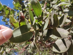 Arctostaphylos regismontana